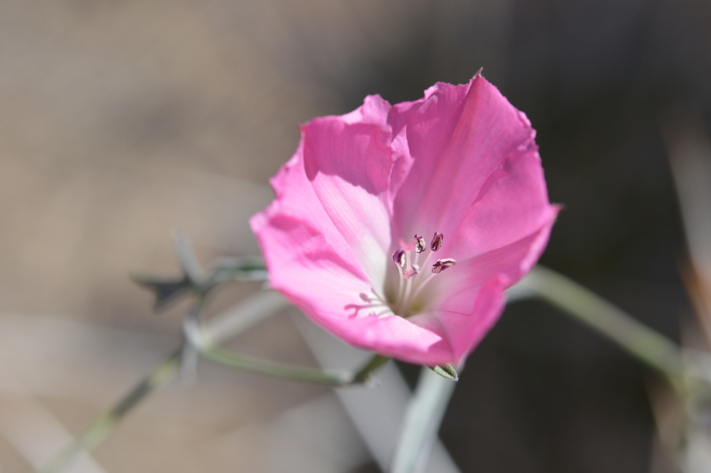 Convolvulus