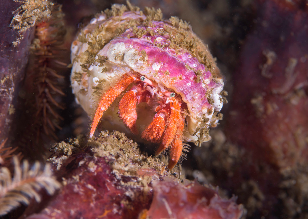 pink hermit crab