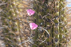 Convolvulus chilensis
