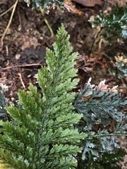 Trichomanes obscurum