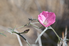 Convolvulus chilensis