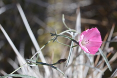 Convolvulus chilensis