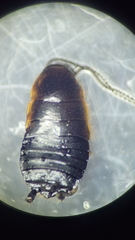 Loboptera canariensis