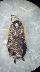 Loboptera canariensis
