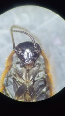 Loboptera canariensis