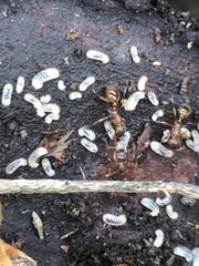 Formicidae