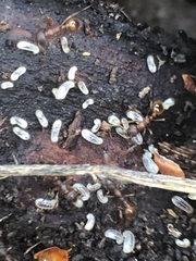 Formicidae