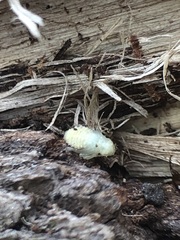 Arthropoda