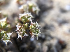 Chorizanthe diffusa
