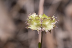 Valerianella obtusiloba