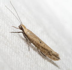 Ypsolopha ochrella