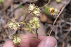 Valerianella obtusiloba