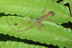 Aphaniotis acutirostris