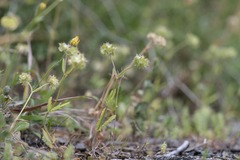 Valerianella obtusiloba
