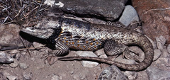 Sceloporus bimaculosus