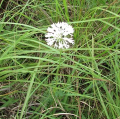 Marshallia caespitosa