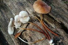 Marasmius cohaerens