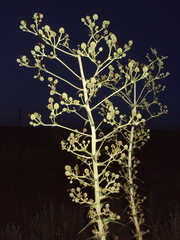 Anomala testaceipennis