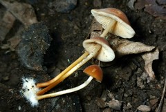Marasmius cohaerens