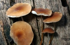 Marasmius cohaerens