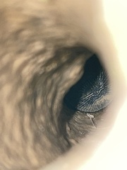 Cyclocosmia truncata