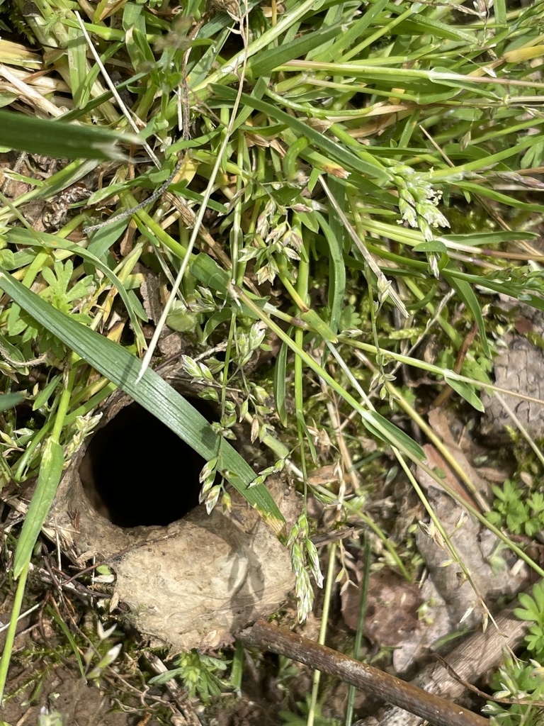 Ravine Trapdoor Spider