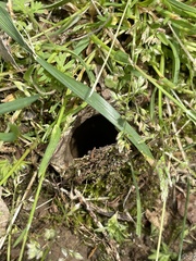 Cyclocosmia truncata