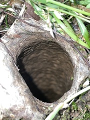 Cyclocosmia truncata