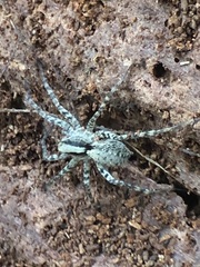 Lycosidae
