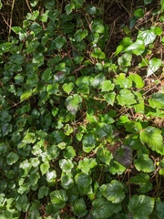 Rubus tricolor