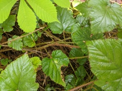 Rubus tricolor