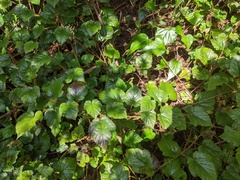 Rubus tricolor