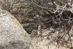 Dipsosaurus dorsalis dorsalis