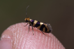 Micropterix