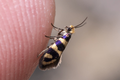 Micropterix