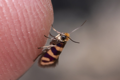 Micropterix