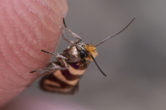 Micropterix