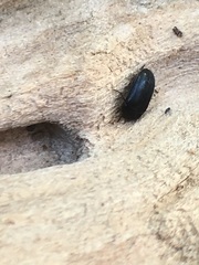 Coleoptera
