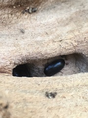 Coleoptera