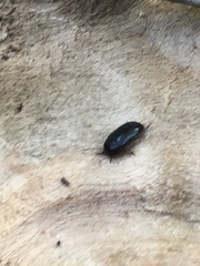 Coleoptera