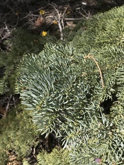 Abies magnifica