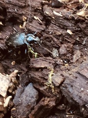 Coleoptera