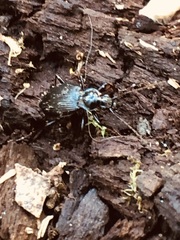Coleoptera