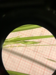 Carex debilis rudgei