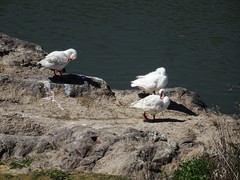 Anser anser domesticus