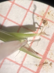 Carex debilis rudgei