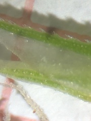 Carex debilis rudgei