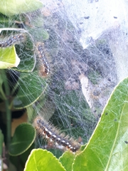 Euproctis chrysorrhoea