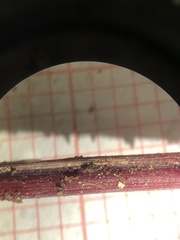 Carex debilis rudgei