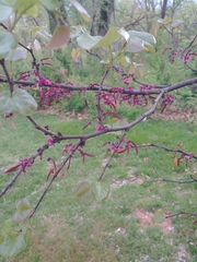 Cercis canadensis